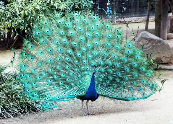 動物図鑑・インドクジャク